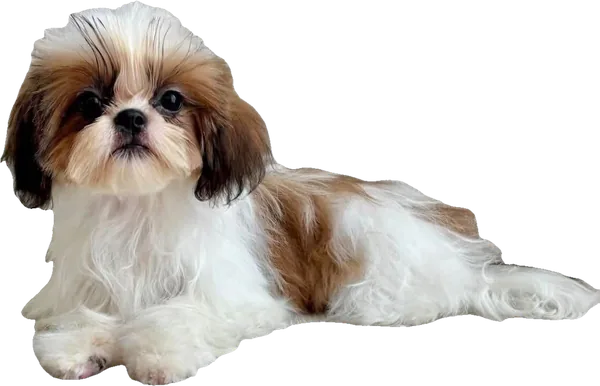 Lil' Abby Abundance, a red and white parti tiny Shih Tzu from Holy Shih Tzu in Burleson, Texas