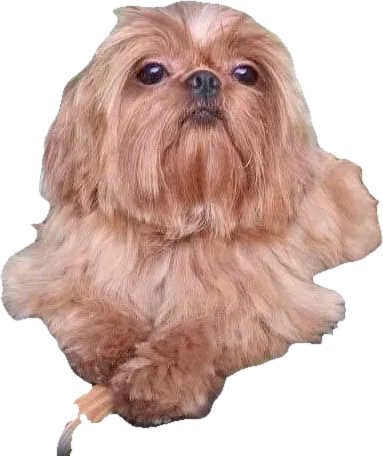 A Holy Shih Tzu foundation dog, red, now an angel