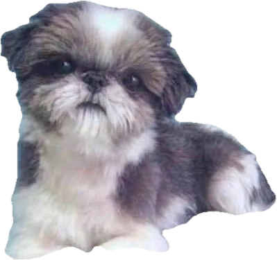 Lil' Dylan, a Holy Shih Tzu foundation dog, liver and white, now an angel