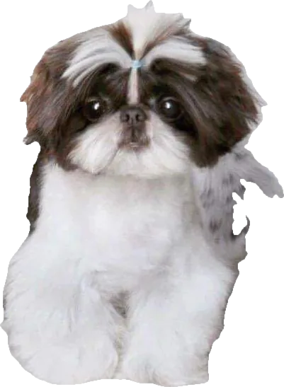 A Holy Shih Tzu foundation dog, chocolate and white, now an angel
