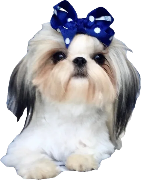 A Holy Shih Tzu foundation dog, gold and white, now an angel