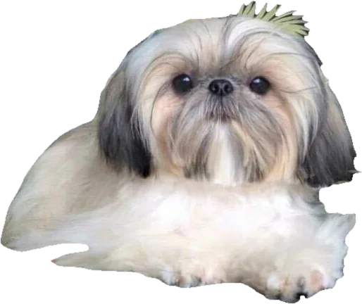 A Holy Shih Tzu foundation dog, gold and white, now an angel