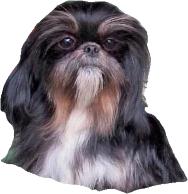 A Holy Shih Tzu foundation dog, black and tan, now an angel