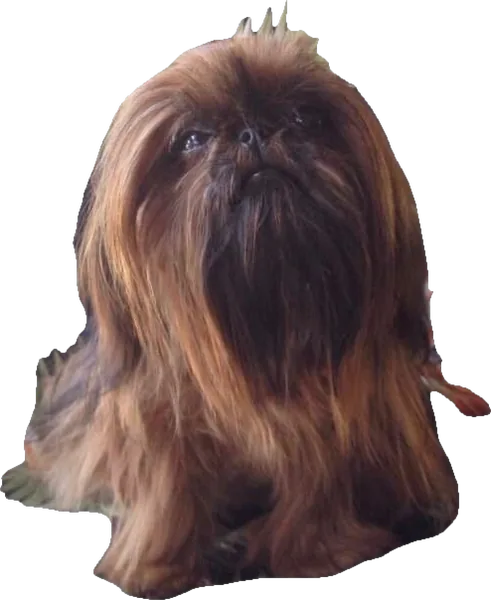 A Holy Shih Tzu foundation dog, mahogany, now an angel