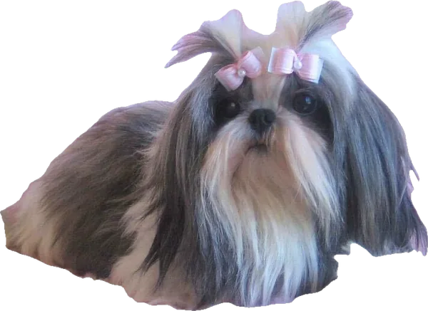 A Holy Shih Tzu foundation dog, silver and white, now an angel