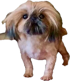 A Holy Shih Tzu foundation dog, gold, now an angel