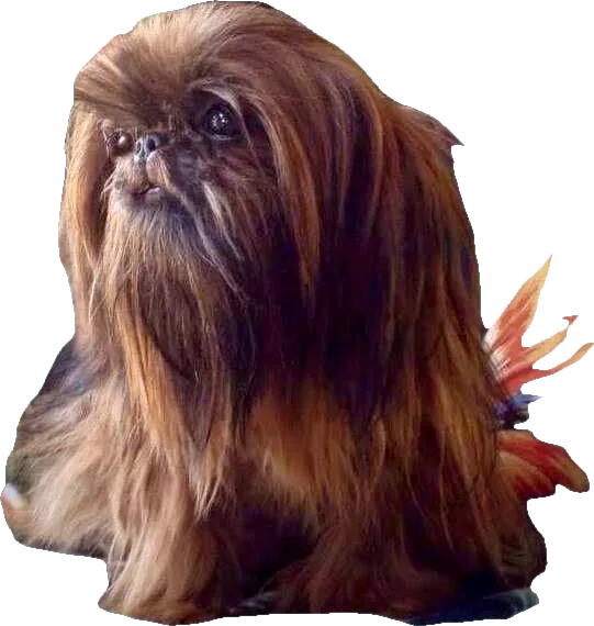 A Holy Shih Tzu foundation dog, chocolate, now an angel