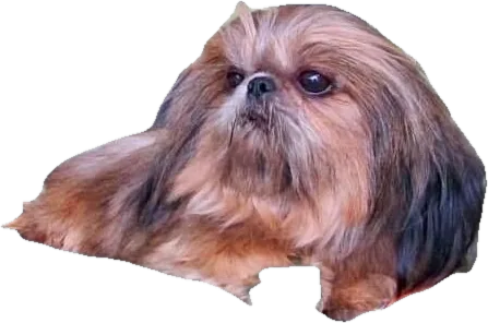 A Holy Shih Tzu foundation dog, red sable, now an angel