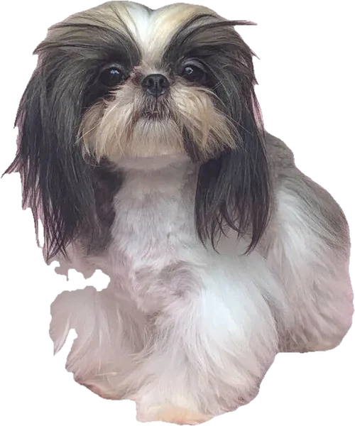 A Holy Shih Tzu foundation dog, black and white, now an angel