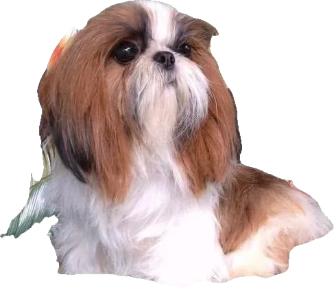 A Holy Shih Tzu foundation dog, red and white, now an angel