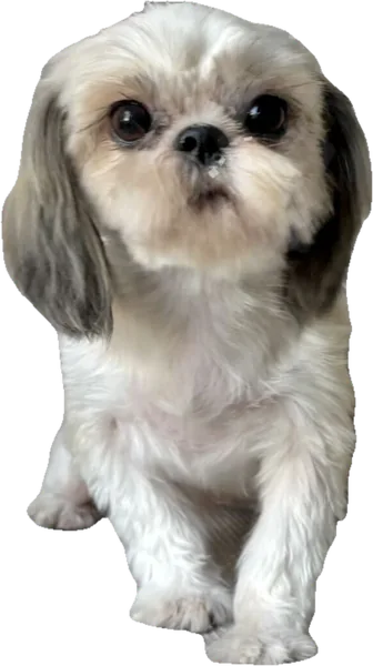 Lil' Ava Avalanche, a silver and white tiny Shih Tzu from Holy Shih Tzu in Burleson, Texas