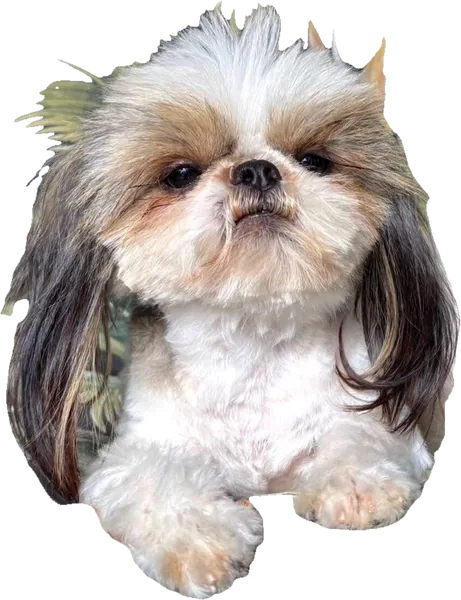 Lil' Bridget, a white and gold parti tiny Shih Tzu from Holy Shih Tzu in Burleson, Texas