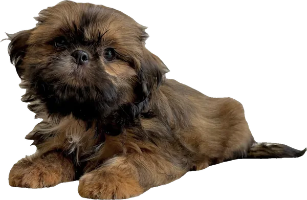 Lil' Diesel Engine R.R., a chocolate sable tiny Shih Tzu from Holy Shih Tzu in Burleson, Texas