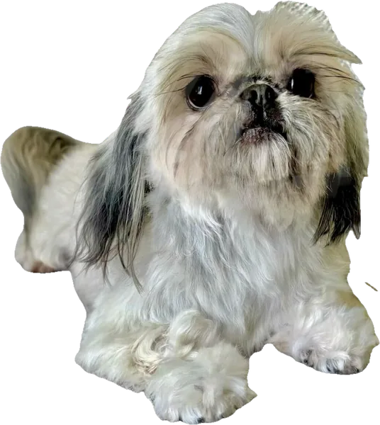 Lil' Ditto, a silver and white tiny Shih Tzu from Holy Shih Tzu in Burleson, Texas