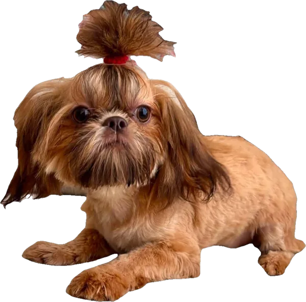 Lil' Foxie Fire, a fiery red tiny Shih Tzu from Holy Shih Tzu in Burleson, Texas