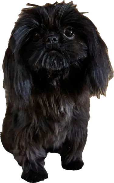 Lil' Georgia on My Mind, a solid black tiny Shih Tzu from Holy Shih Tzu in Burleson, Texas