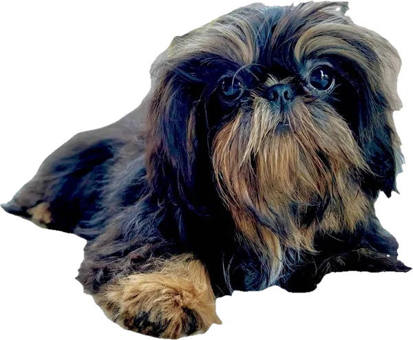 Lil' Gideon Mighty Warrior, a black and tan tiny Shih Tzu from Holy Shih Tzu in Burleson, Texas