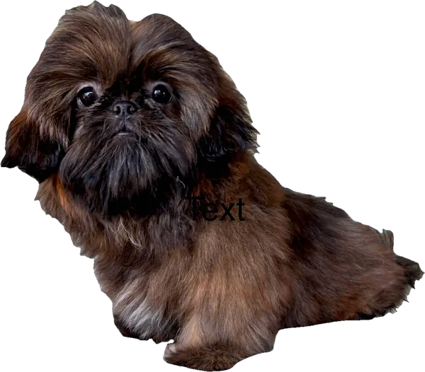 Lil' Hold Hattie Hostage, a mahogany tiny Shih Tzu from Holy Shih Tzu in Burleson, Texas