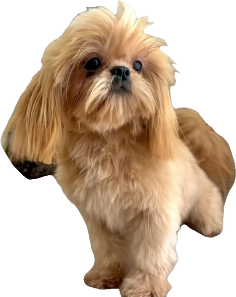 Lil' Holo's Glow, a golden apricot tiny Shih Tzu from Holy Shih Tzu in Burleson, Texas