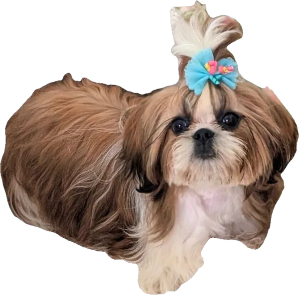 Lil' Hopper Cricket, a gold and white tiny Shih Tzu from Holy Shih Tzu in Burleson, Texas