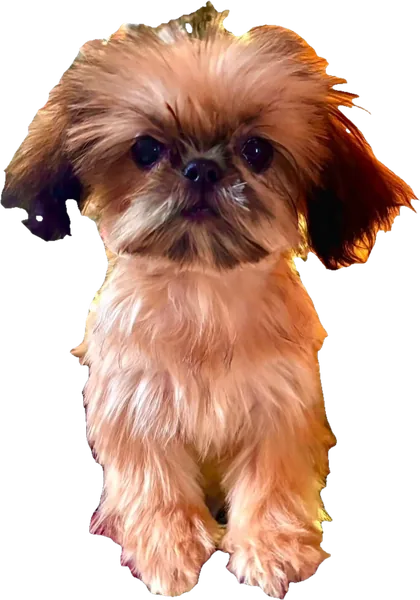 Lil' Hot Rod, a red gold tiny Shih Tzu from Holy Shih Tzu in Burleson, Texas