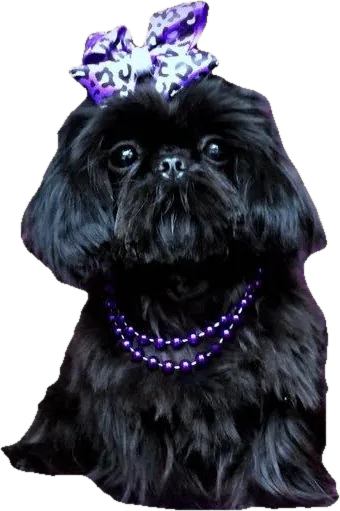 Lil' Izzy Black Ice, a solid black tiny Shih Tzu from Holy Shih Tzu in Burleson, Texas