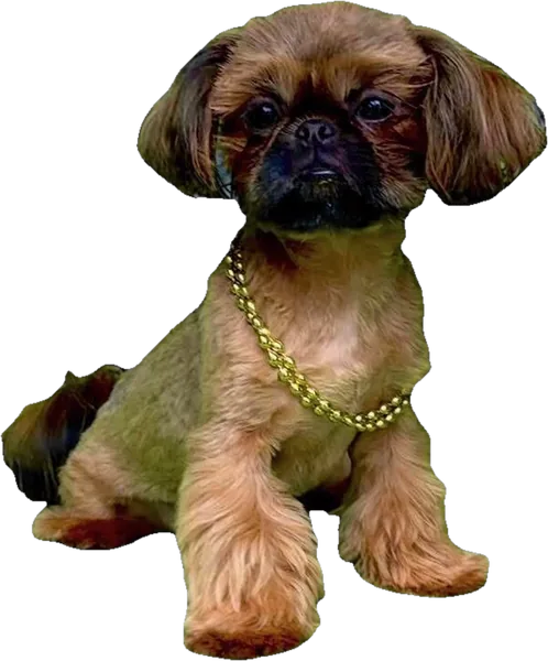 Lil' Layla Liberty, a red sable tiny Shih Tzu from Holy Shih Tzu in Burleson, Texas