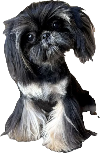 Lil' Po Po Police, a black and white tiny Shih Tzu from Holy Shih Tzu in Burleson, Texas