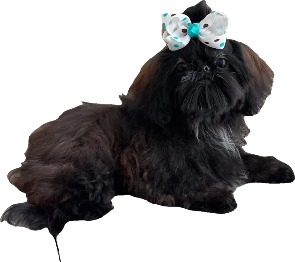 Lil' Redemption Raven, a solid black tiny Shih Tzu from Holy Shih Tzu in Burleson, Texas