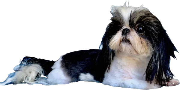 Lil' Sugar Cain, a black and white parti tiny Shih Tzu from Holy Shih Tzu in Burleson, Texas
