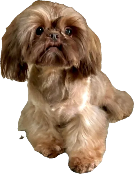 Lil' Tiffany Tea Party, a chocolate tiny Shih Tzu from Holy Shih Tzu in Burleson, Texas