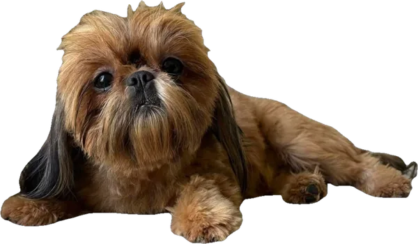 Lil' Tiki Torch Pirate Treasure, a red sable tiny Shih Tzu from Holy Shih Tzu in Burleson, Texas