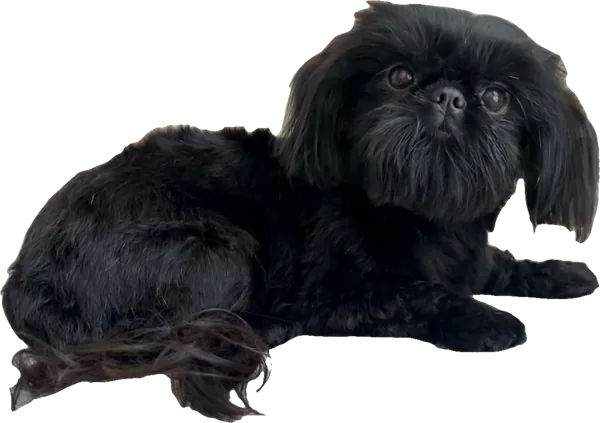 Lil' Vader of My Heart, a solid black tiny Shih Tzu from Holy Shih Tzu in Burleson, Texas