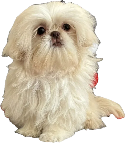 Lil' White on Ryce, a cream tiny Shih Tzu from Holy Shih Tzu in Burleson, Texas