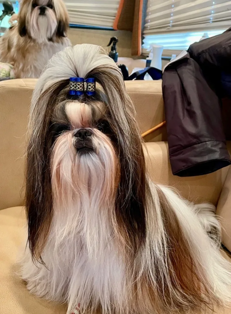 One of Holy Shih Tzu&rsquo;s champion Shih Tzus, a long coated gold and white Shih Tzu wearing a blue topknot bow
