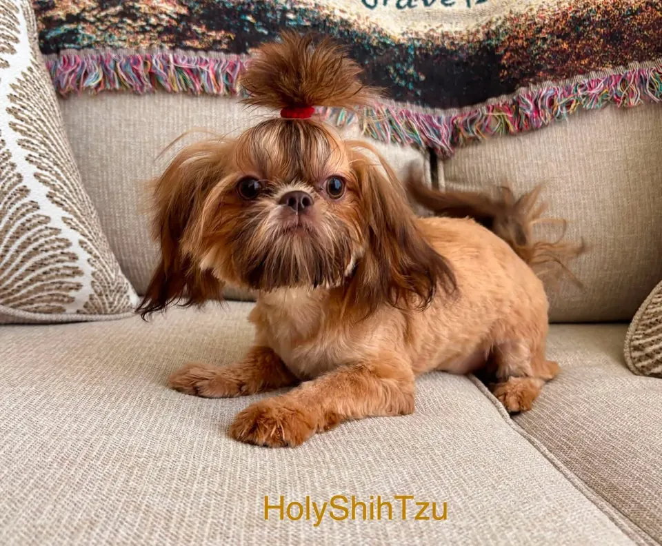 Lil' Foxie Fire, a fiery red tiny Shih Tzu from Holy Shih Tzu in Burleson, Texas