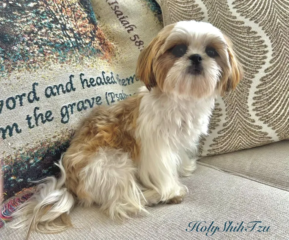 A gold and white Holy Shih Tzu on a couch beside a scripture blanket